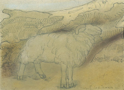 Sheep Study