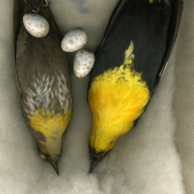 Yellow-headed Blackbird